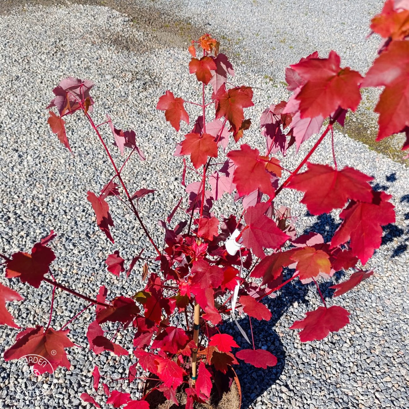 Obrázok Javor červený (Acer rubrum) ‘OCTOBER GLORY’- výška 70-100 cm, kont. C5L